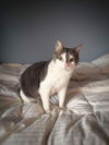 Offered by Owner - Zuki and Zoey, declawed pair