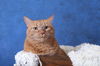 Offered by Owner - Zuki and Zoey, declawed pair