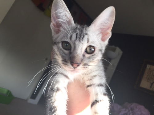 THEO 