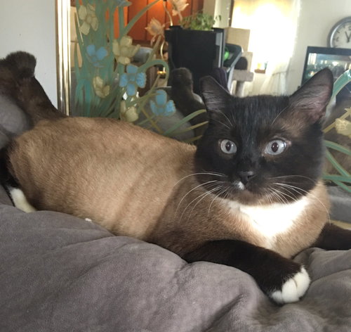 Offered by Owner THOMAS - Young Siamese mix