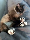 Offered by Owner THOMAS - Young Siamese mix