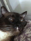 Offered by Owner THOMAS - Young Siamese mix