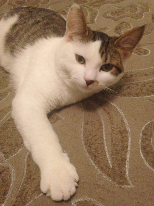 Offered by Owner BRUCE - Young Male