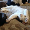 Offered by Owner BRUCE - Young Male