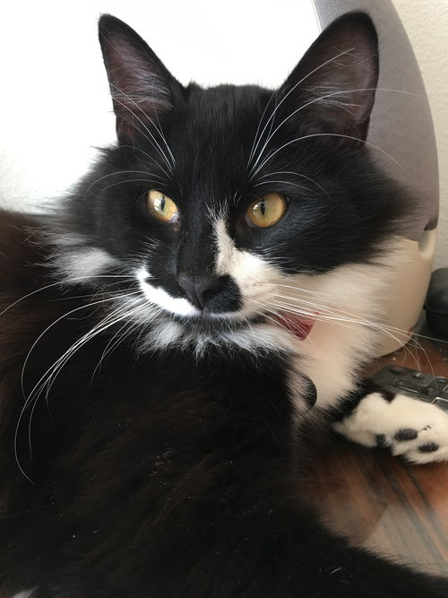 Chocolate Oreo -  Young Female