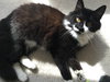 Chocolate Oreo -  Young Female
