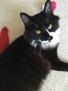 Chocolate Oreo -  Young Female