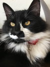 Chocolate Oreo -  Young Female