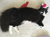 Chocolate Oreo -  Young Female