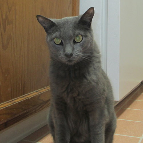 Slinky - Special Needs - CH Adult Male