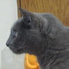 Slinky - Special Needs - CH Adult Male