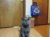 Slinky - Special Needs - CH Adult Male