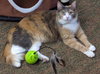 Rosie - Young and Friendly