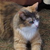 Rosie - Young and Friendly