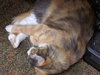 Rosie - Young and Friendly