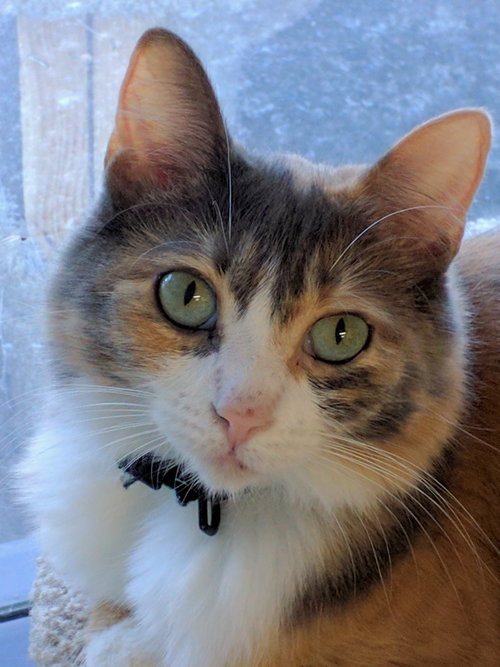 Rosie - Young and Friendly