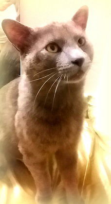 Offered by Owner - MOSBY Young  FIV+ Male