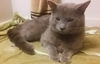 Offered by Owner - MOSBY Young  FIV+ Male