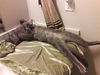 Offered by Owner - MOSBY Young  FIV+ Male