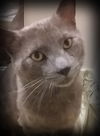 Offered by Owner - MOSBY Young  FIV+ Male