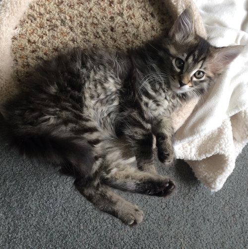 Curiosity and Mittens - Bonded Kittens