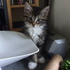 Curiosity and Mittens - Bonded Kittens