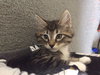 Curiosity and Mittens - Bonded Kittens