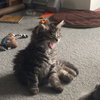 Curiosity and Mittens - Bonded Kittens
