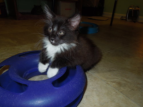 Pip