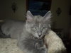 Shilo
