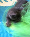 Shilo
