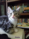 MAYIM and HYPATIA Sweet female kittens