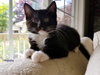 MAYIM and HYPATIA Sweet female kittens