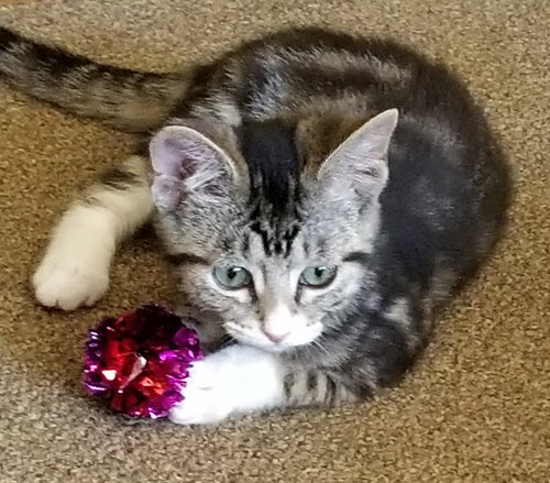 MAYIM and HYPATIA Sweet female kittens