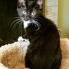 MAYIM and HYPATIA Sweet female kittens