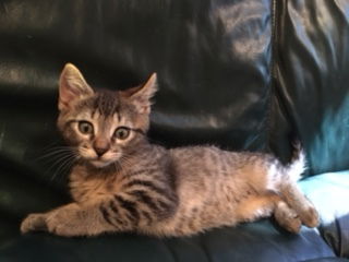 TigerLily