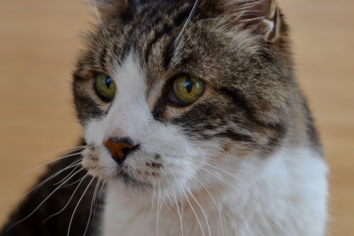 Offered by Owner TATER - Declawed Senior