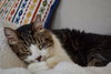 Offered by Owner TATER - Declawed Senior