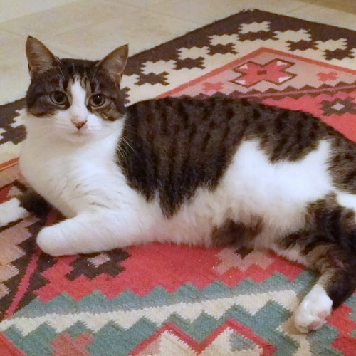 Offered by Owner OLIVE - Young Adult
