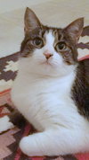 Offered by Owner OLIVE - Young Adult