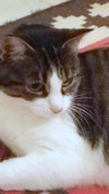 Offered by Owner OLIVE - Young Adult