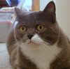 Offered by Owner - DIVA - Senior Exotic