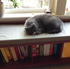 Offered by Owner - DIVA - Senior Exotic