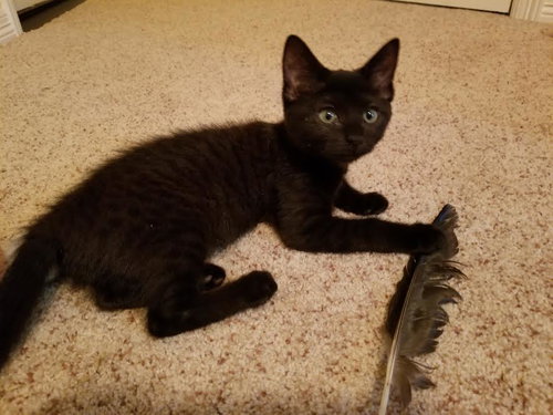 ONYX