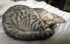 Theo - Teen male Ocicat