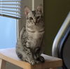 Theo - Teen male Ocicat