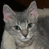 CHRISTOPHER _ Sweet Special Needs Kitten