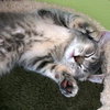 CHRISTOPHER _ Sweet Special Needs Kitten