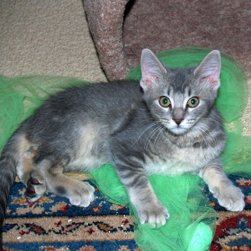 CHRISTOPHER _ Sweet Special Needs Kitten