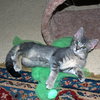 CHRISTOPHER _ Sweet Special Needs Kitten